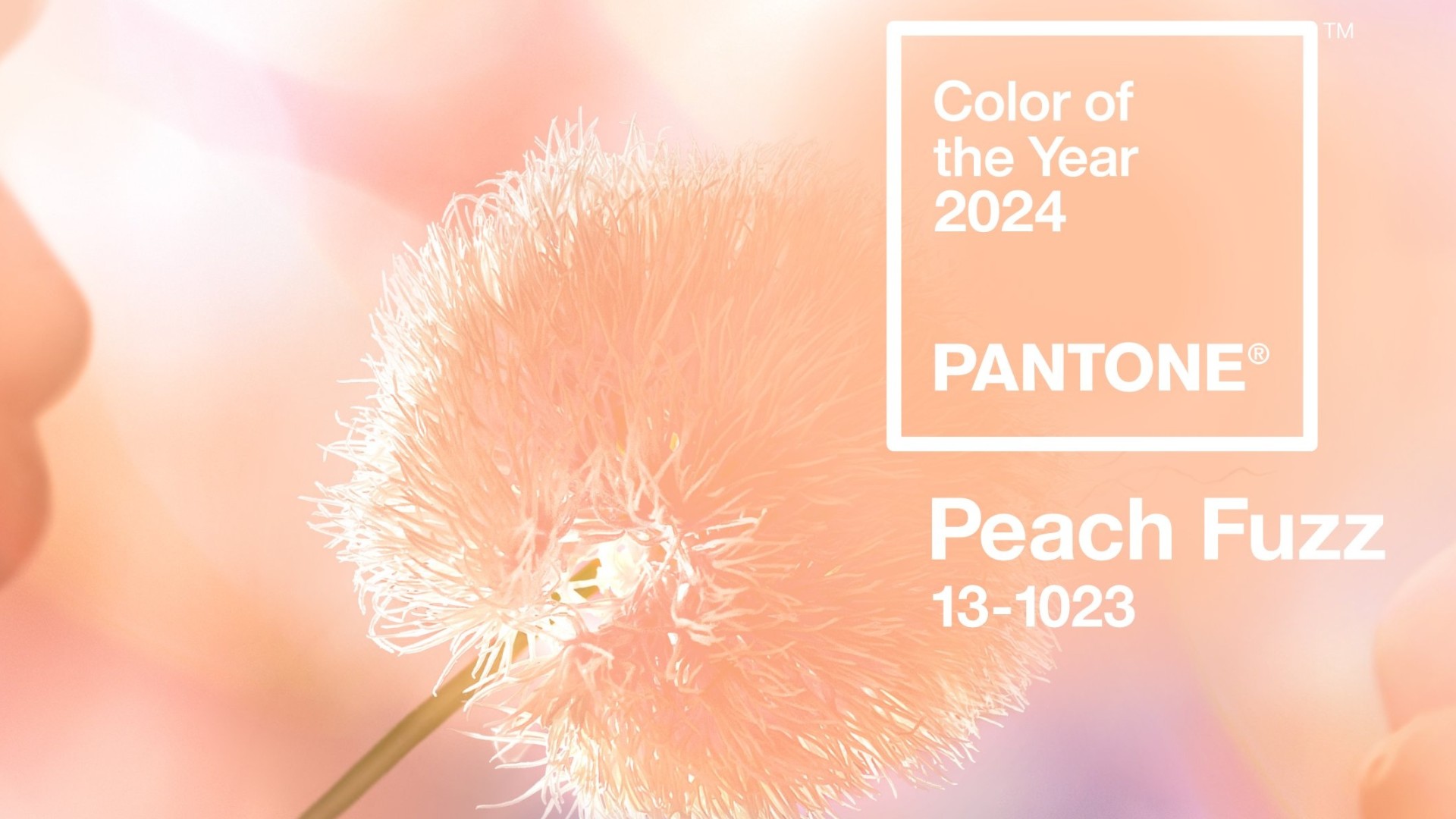 pantone-color-of-the-year-peach-fuzz-cropped_1702571035_1920x1080_tt_90